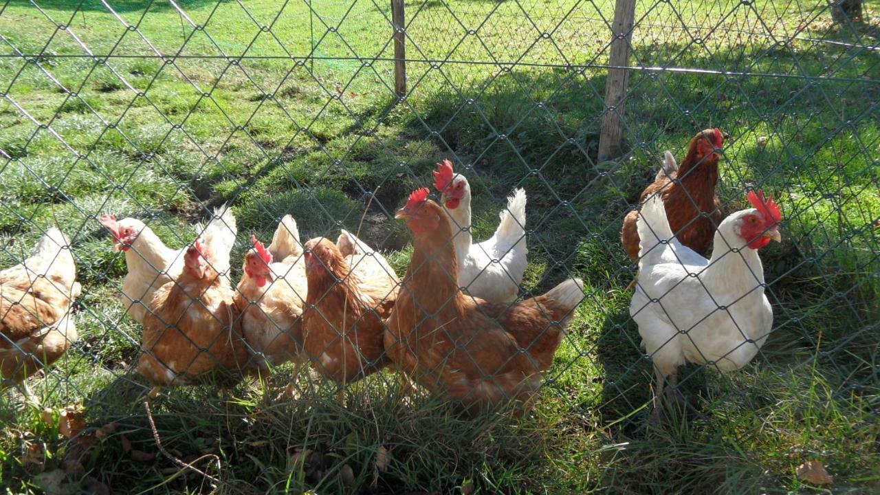 Biobauernhof Obereck Goestling an der Ybbs